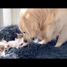 Golden Retriever Reacts to Tiny Kittens and Puppy that Occupying his Bed