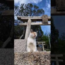 神社にいた三毛猫ちゃん