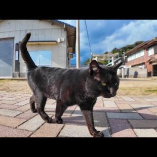 猫島の広場で出会った黒猫ちゃん、後ろ向いてナデナデを要求してカワイイ