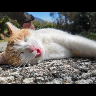 坂道の途中で寝ていた猫がかわい過ぎる