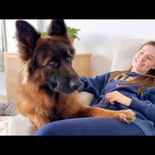GERMAN SHEPHERD Steals MOM'S HEART with Sweet LOVE!