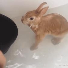 토끼의 물싸움 기술
