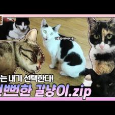 너.. 오늘부터 내 집사가 돼라! ‘뻔뻔한 길고양이’들의 강제 집사 간택 모음집.zip I TV동물농장 (Animal Farm) | SBS Story