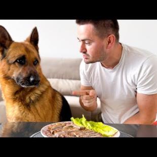Leaving My German Shepherd Alone with a Juicy Steak