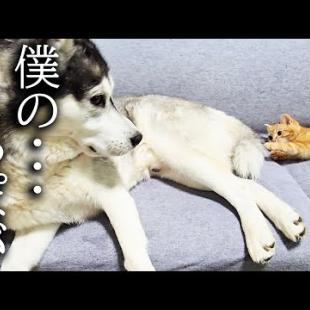 ハスキー犬のしっぽにイタズラした子猫がこうなりました...