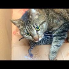 Newborn kittens are the size of the fingers of one hand, their first meows