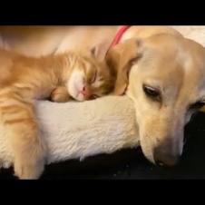 Gentle Dog And Cuddly Kitten Cuteness 🐶❤️🐱