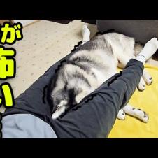 突然の落雷にガタガタ震え飼い主の股の中に納まるハスキー犬がこちら