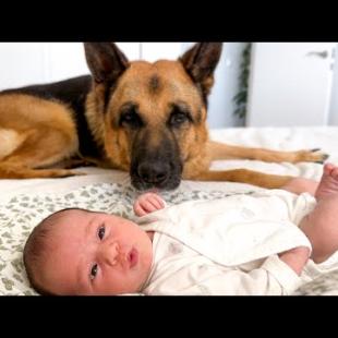 German Shepherd Reaction to Newborn Baby