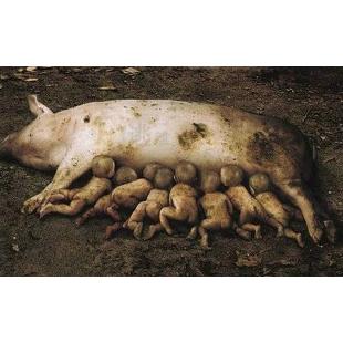 중국의 한 산골마을에서 돼지가  아이 여덟을 낳은 미스터리