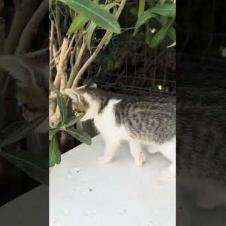 Cute kitten is looking for her siblings, meow #shorts  #cat #kitten #cute  #mother #animals #kittens