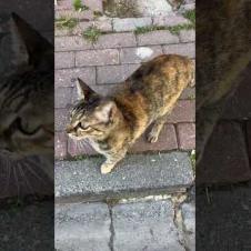 😹🐾 Cat; hello human, meow #shorts #cat #catvideos #animals #cute  #kitten #straycat #animallove