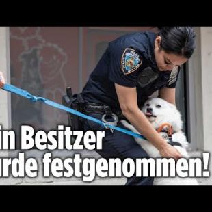 [독일 Bild紙] Hund 24 Stunden in überhitzem Auto eingesperrt