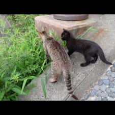母猫の後について階段を必死に上る子猫の黒猫が超カワイイ