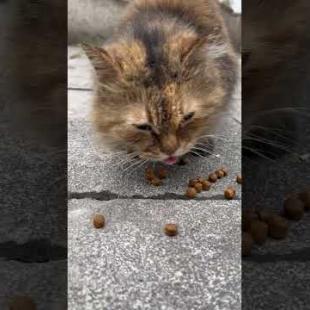 Fluffy cat slowly eats food #catshorts #shorts #cats #cat #kitten #catlover #catsofyoutube #catvideo