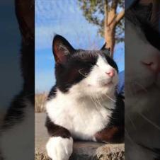 川沿いの公園のベンチに座っていた猫の隣に座ってナデナデしてきた #ImpressedCatVideo #catisland #猫