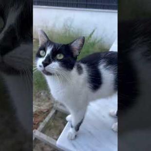 The meowing talking stray cat is going viral! 📣 #cat #straycat #meow #shorts #viral #funny  #kitten