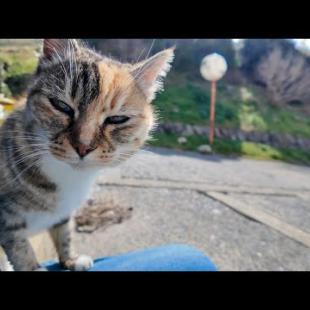 港にいたハチワレ猫仲良し二人組を撫でると他の猫も次々とやってきた