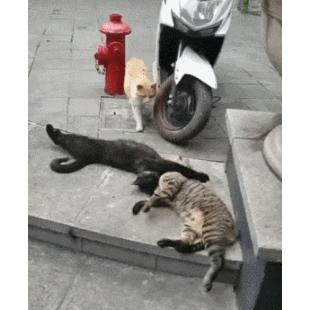 불륜에 딱 걸린 냥이