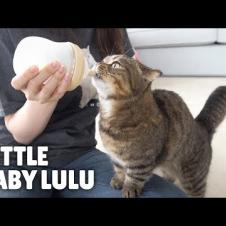 LuLu Will Always Be a Baby | Kittisaurus
