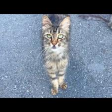 Cats living on the street communicate by purring