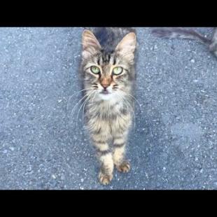 Cats living on the street communicate by purring
