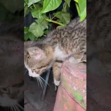 😢🐱 Little Kitten is Hungry and Scared! Loudly Calling for Help #shorts #kitten#cat#cats#animals