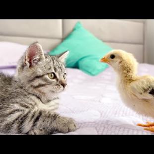 Funny Kitten Reaction to Chick and Duckling [Compilation]