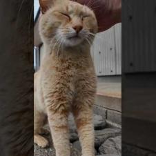 道の真中で寝ていた猫ちゃん、道路脇の段に座ると隣に寄って来たのでちゅーるをやった