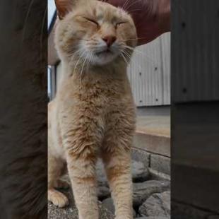 道の真中で寝ていた猫ちゃん、道路脇の段に座ると隣に寄って来たのでちゅーるをやった