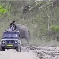 코끼리의 장난