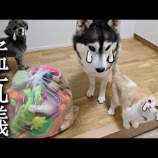 おもちゃを処分しようとしたら猫と犬達が猛反対してこうなった...