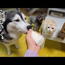 一口もごはんを食べないのでミルクをあげてみた結果...