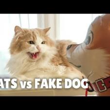 Cats vs Fake Dog