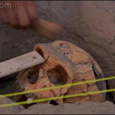두개골 화석 파손