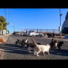 夕方のフェリー乗り場に猫大集合！釣り人からの魚プレゼントに歓喜する瞬間が可愛すぎた