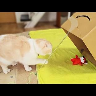 バレバレの罠をしかけたら子猫とハスキー犬達がまさか...笑