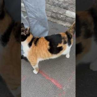 💕🐾 Looking for Affection... Who Can Say No to This Cute Street Cat?#shorst #cat #animals  #cute