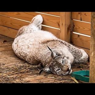 РЫСИ, КОТЫ И БОБР В МОЁ ОТСУТСТВИЕ