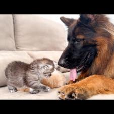 German Shepherd Attacked by Baby Kittens!