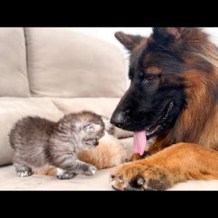 German Shepherd Attacked by Baby Kittens!
