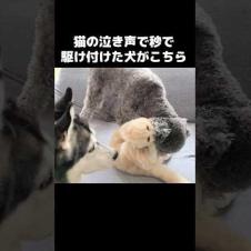 猫の泣き声で秒で駆け付けた犬がこちら...#shorts