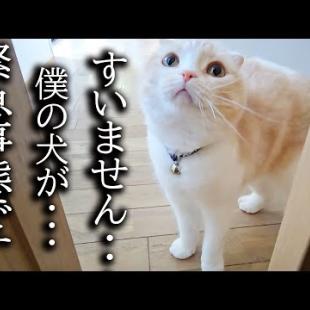 猫が犬の異変に気づき知らせにきたのでついて行くと