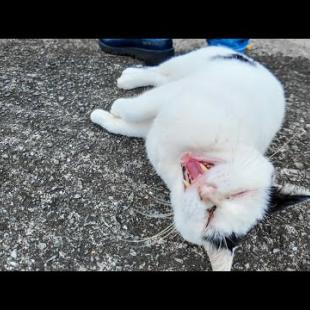 漁港にいた猫ちゃん、ナデナデすると足元でゴロンゴロン寝転んでかわいすぎた