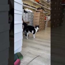 Masked cat hiding in shoe store #shorts #catshorts #cat #cats #kitten #tuxedo #catvideos #catlovers