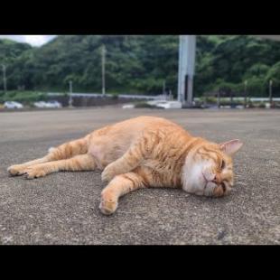 感動猫動画 のライブ配信