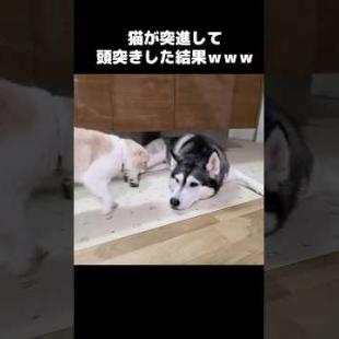 猫が突進して頭突きした結果...笑#shorts