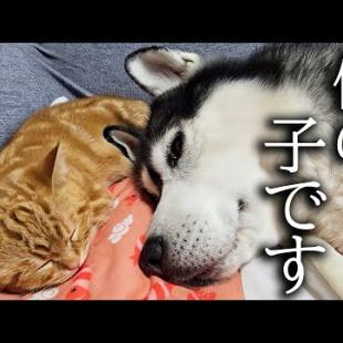 子猫とハスキー犬についにこの日がやってきました...