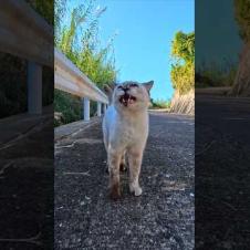 山道で出会った猫ちゃん何か話し掛けてきた