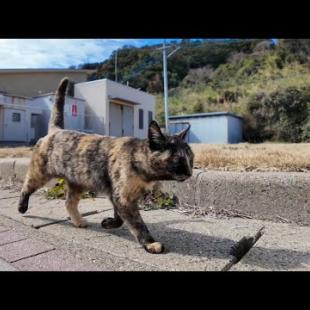 猫島から帰る時にサビ猫ちゃんが港まで見送りに来てくれた